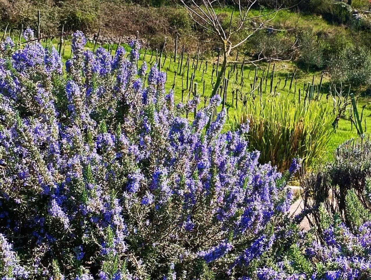 Villa Yucca Istra 라빈 외부 사진